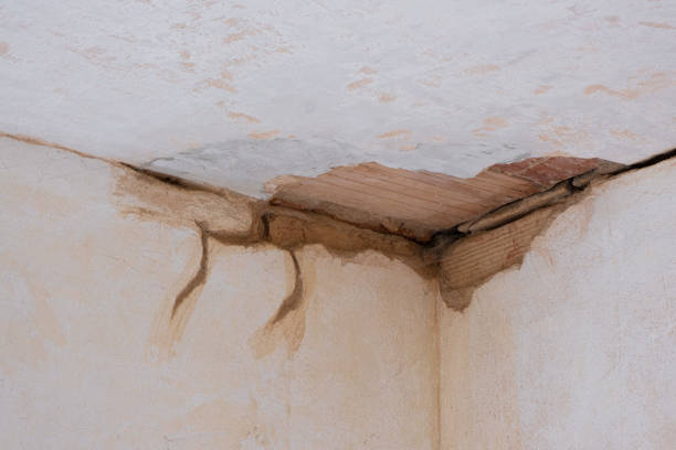 Best Mold removal after water damage  in Bellevue, IL